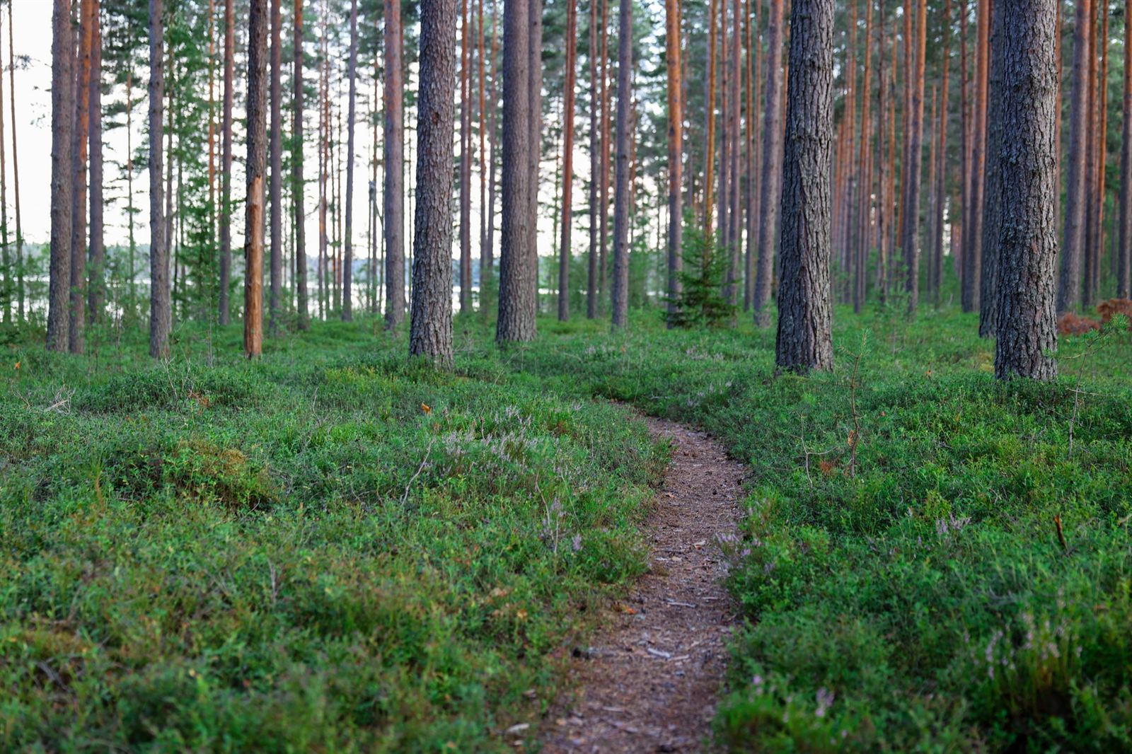 Aloite: riippuvuushoidon saatavuus ja resurssit selvitettävä